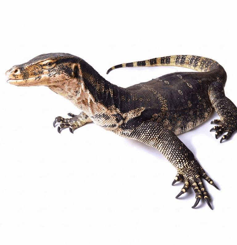 Asian Water Monitor