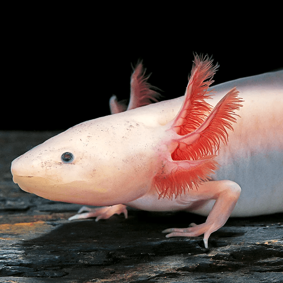 Axolotl
