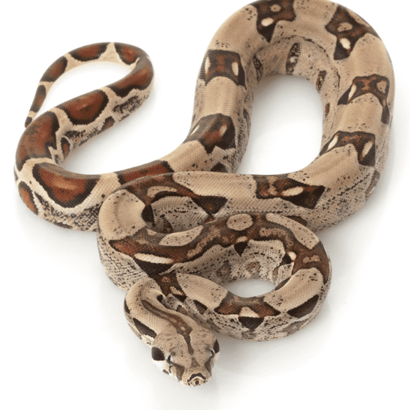 Boa Constrictor