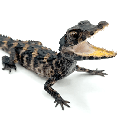 Caiman