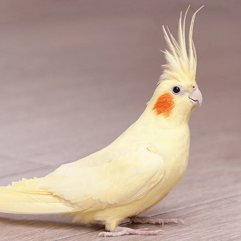 Cockatiel