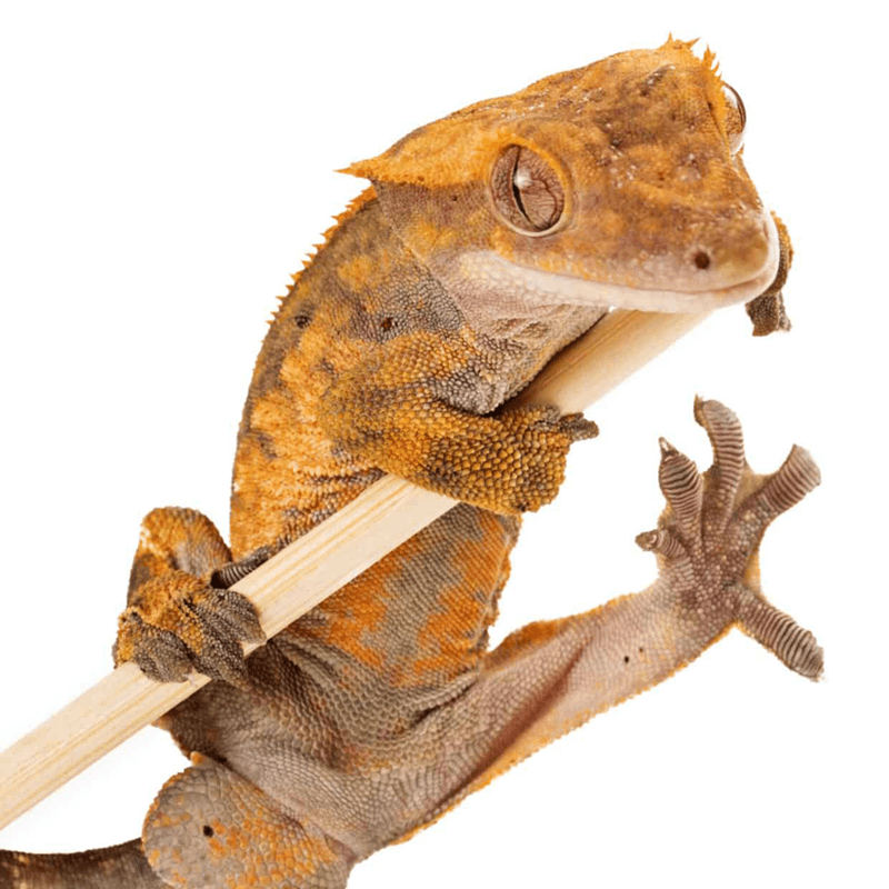 Crested Gecko