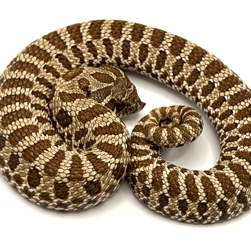 Hognose