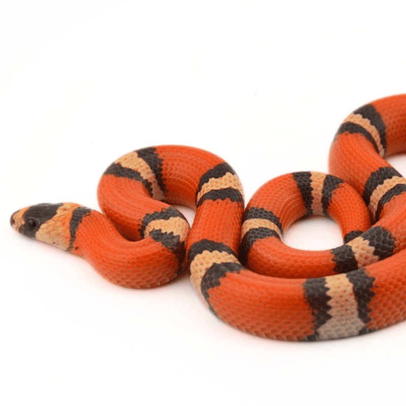 Milk Snake