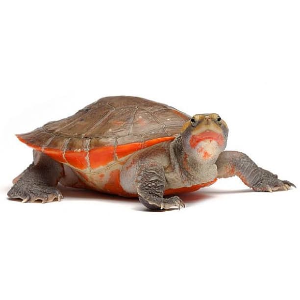 Red-bellied Short-necked Turtle