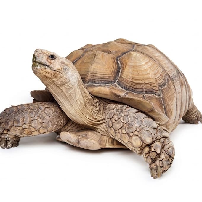 Sulcata