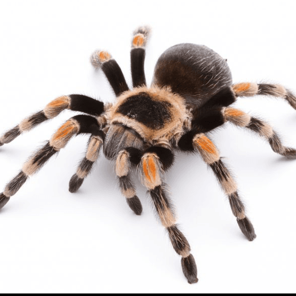 Tarantula