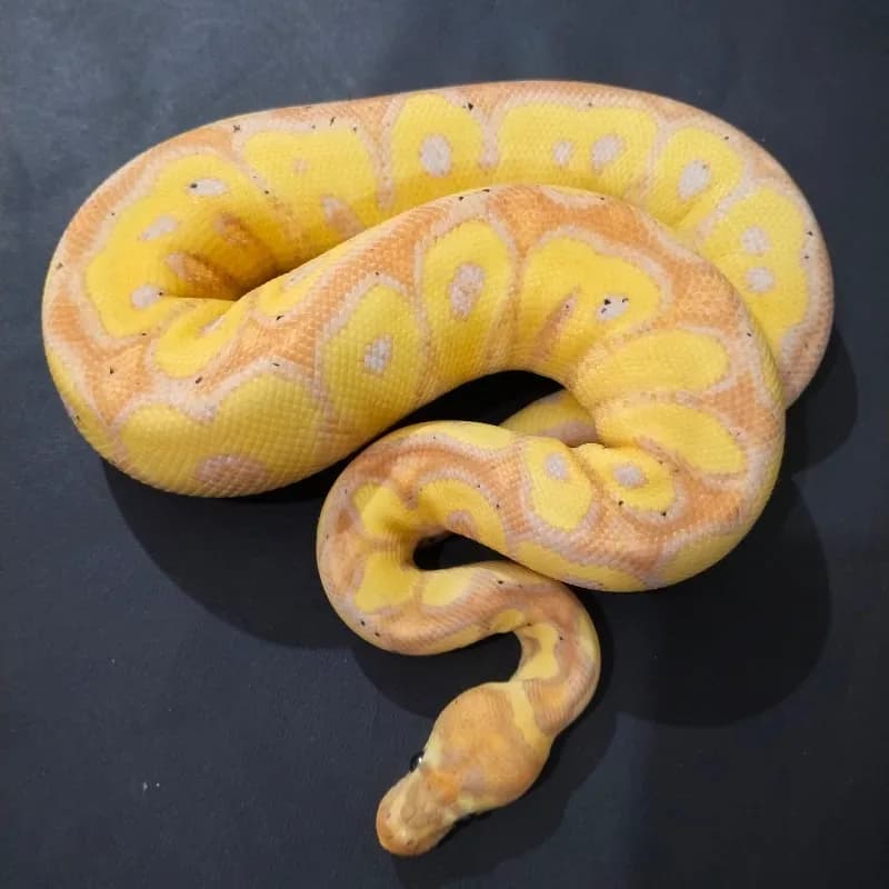 Banana Yellowbelly (Red Stripe) Clown