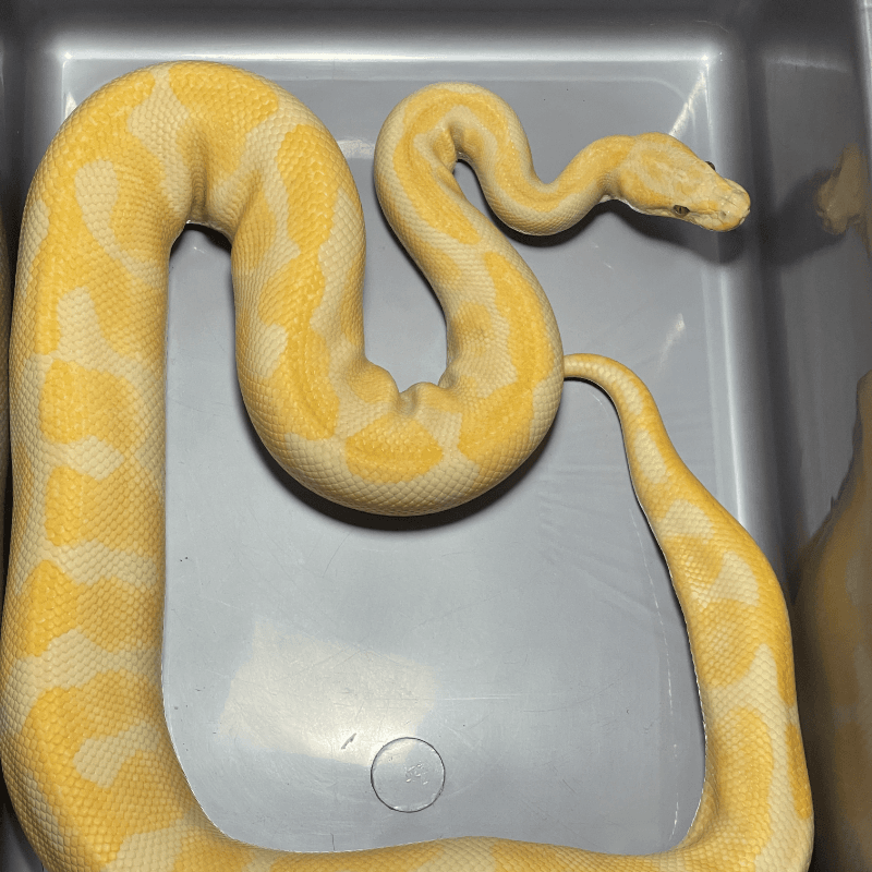 Enchi Lavender Albino Het Clown