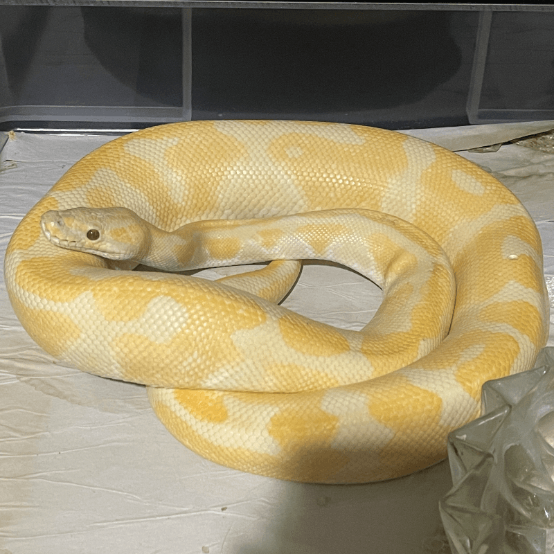 Enchi Lavender Albino Het Clown