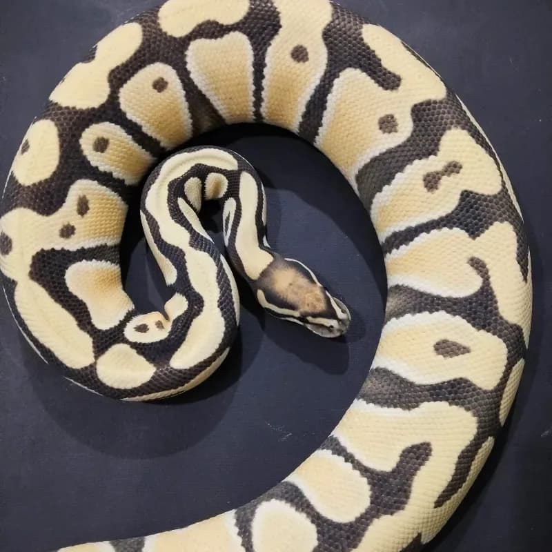 Orange Dream Desert Ghost Het Clown