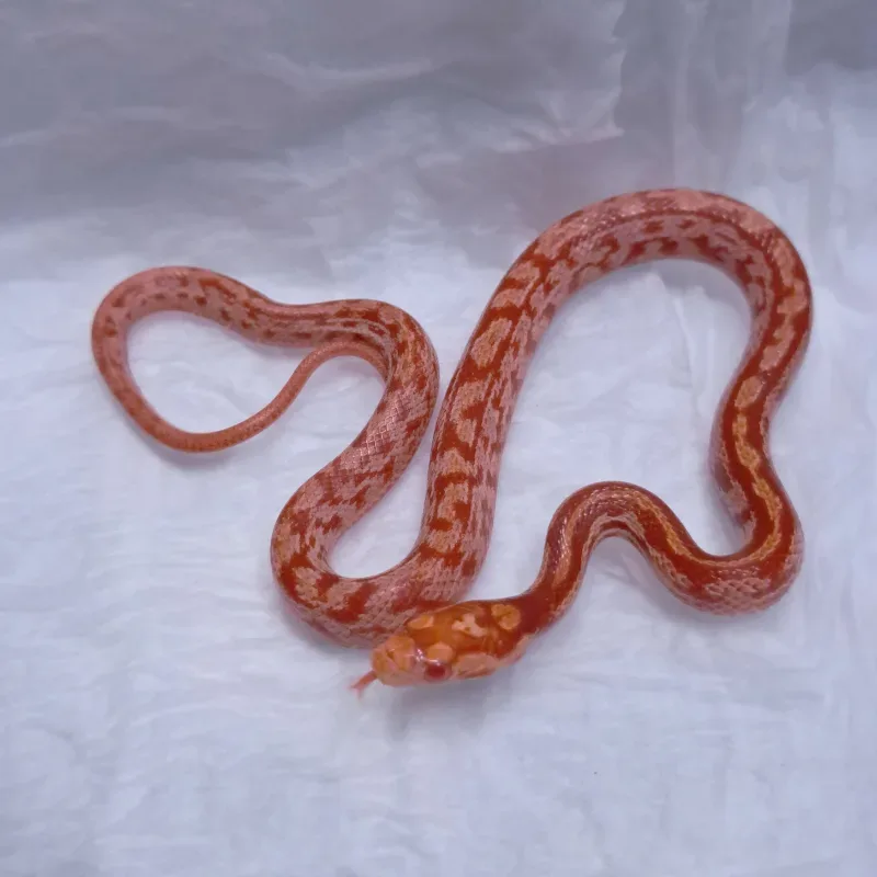 Albino/Amelanistic