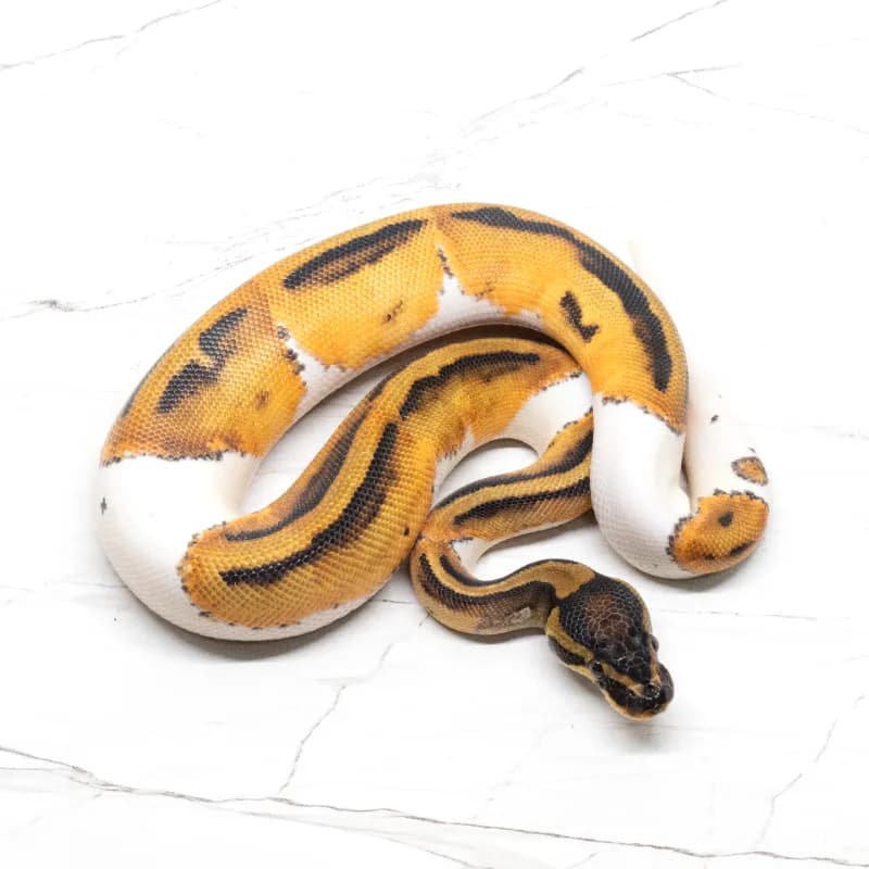 Orange Dream Pied