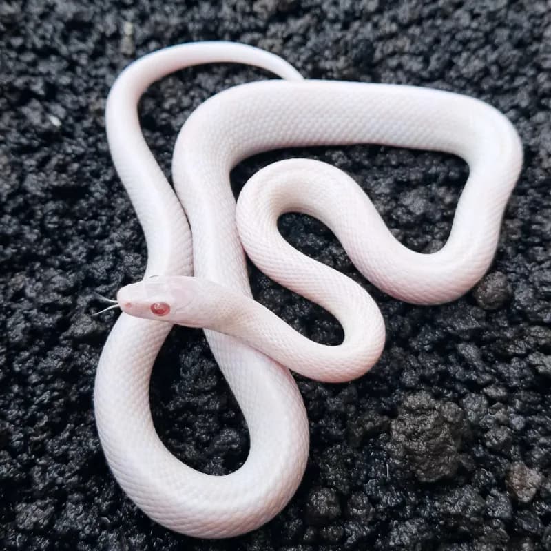 Charcoal (Anerythristic B) Albino/Amelanistic