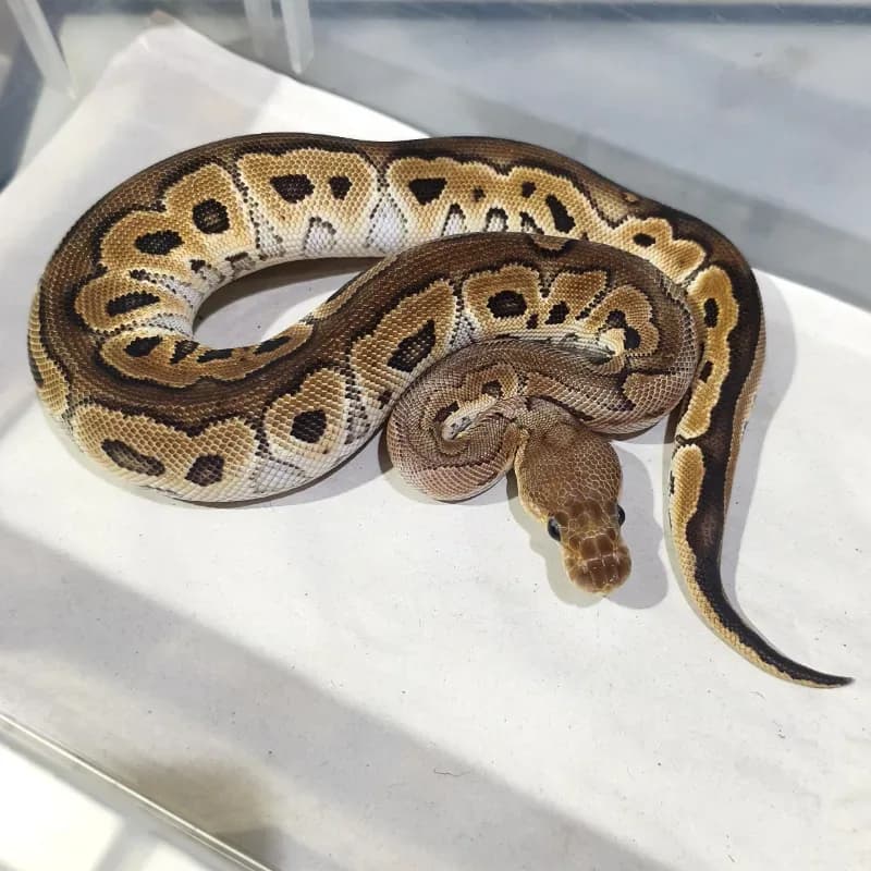 Cinnamon (Red Stripe) Clown Het Desert Ghost