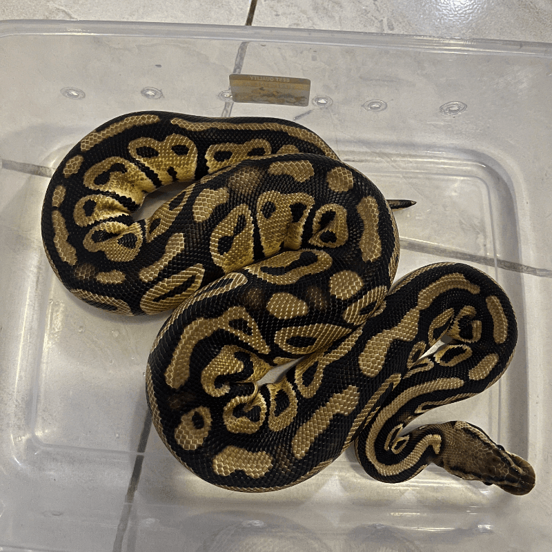 Yellowbelly