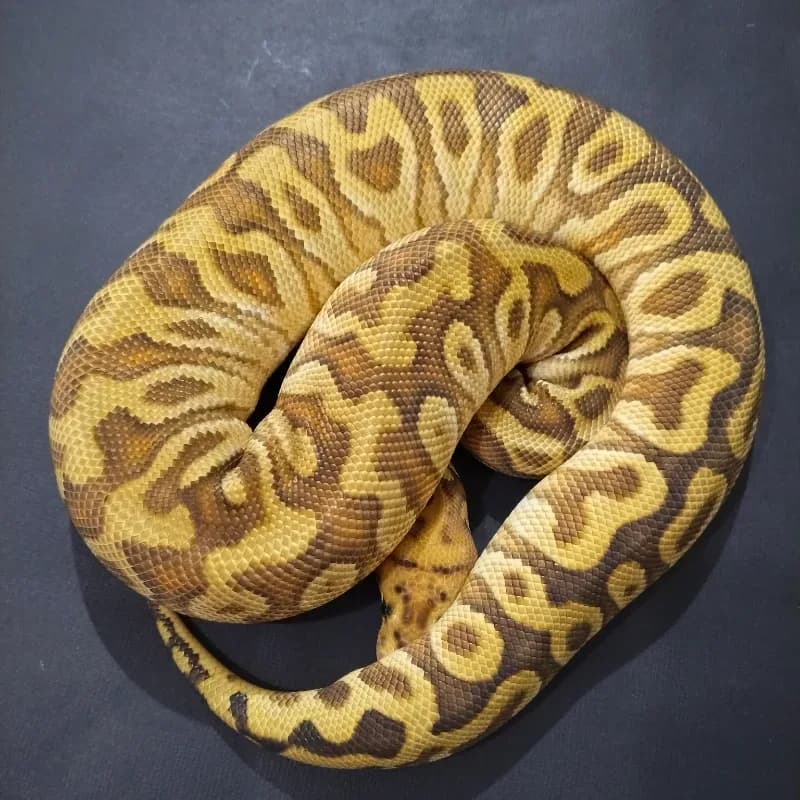 Cypress Enchi Spotnose Clown 50% Het Desert Ghost