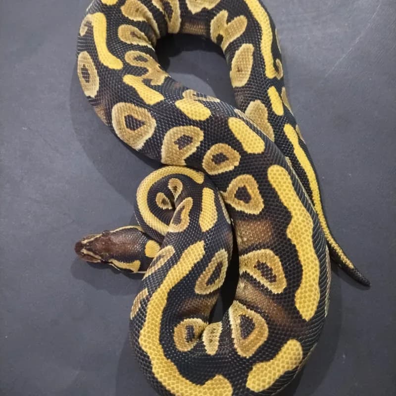 Gravel Phantom Het Clown