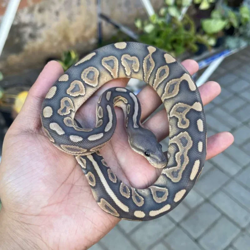 Cinnamon Mojave Hypo