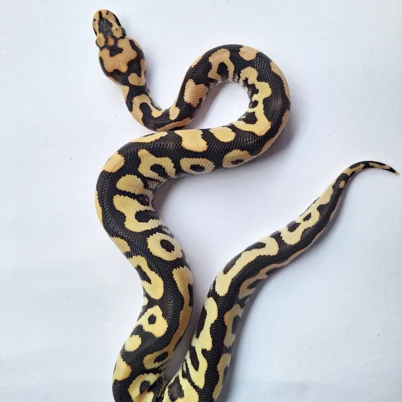 Spotnose Desert Ghost Clown