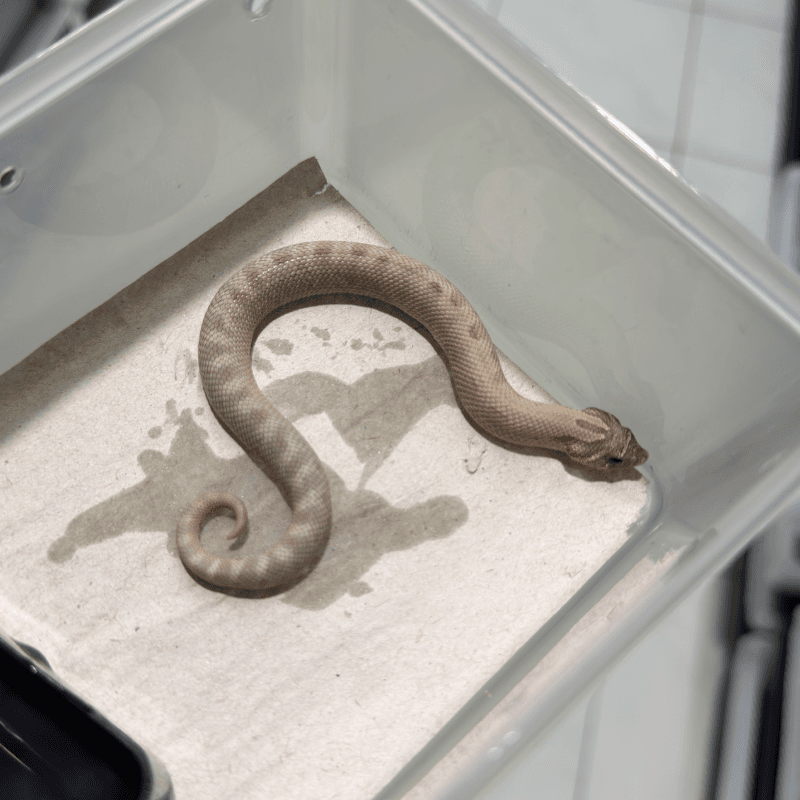 Arctic Anaconda Lavender