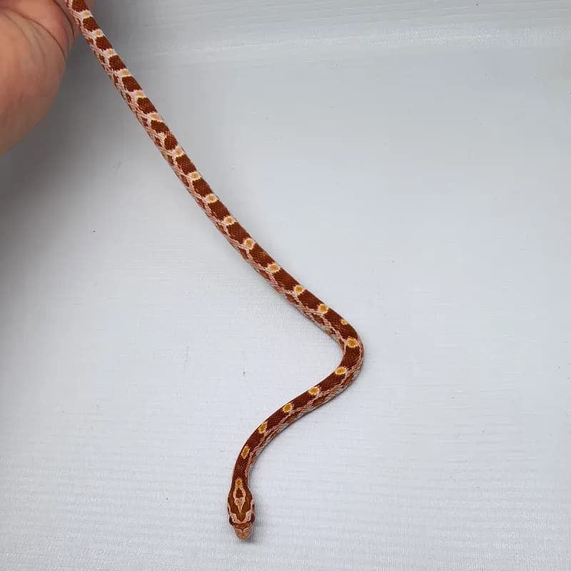 (Masque) Albino/Amelanistic Het Diffused