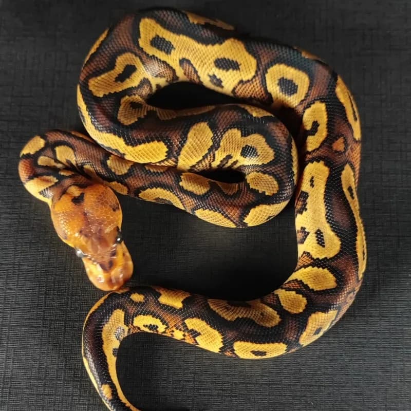GHI Yellowbelly Clown