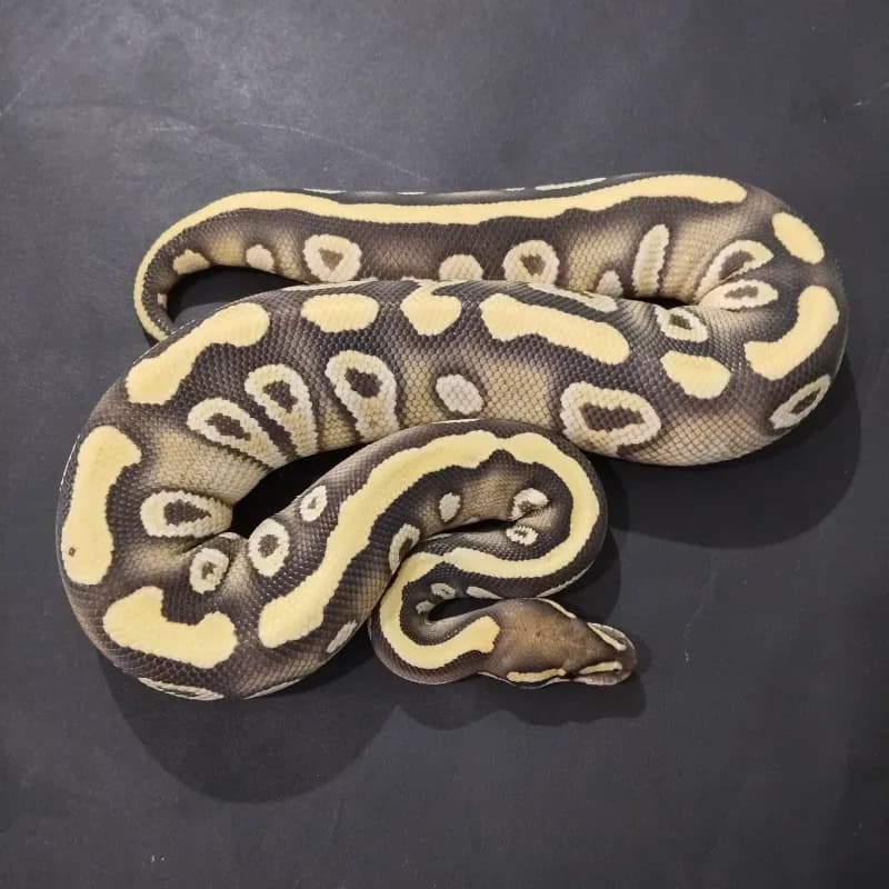 Mojave Desert Ghost Het Clown
