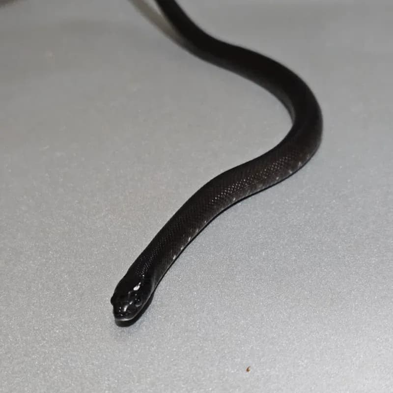 Mexican black kingsnake