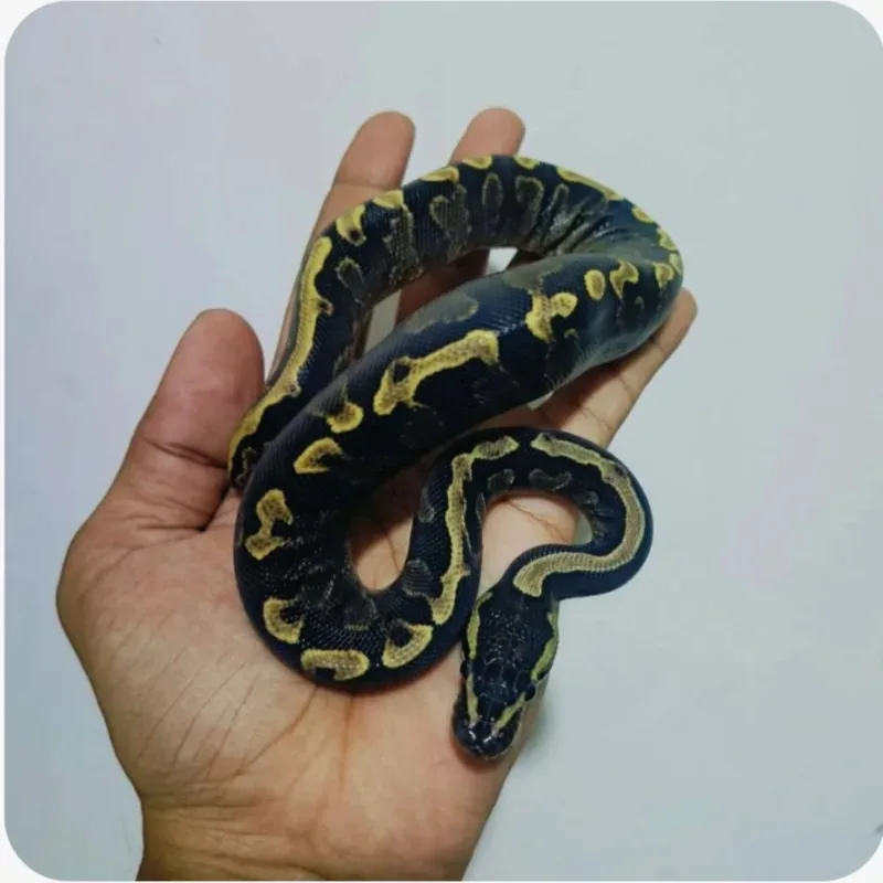 GHI Lesser Vanilla Pos Het Clown