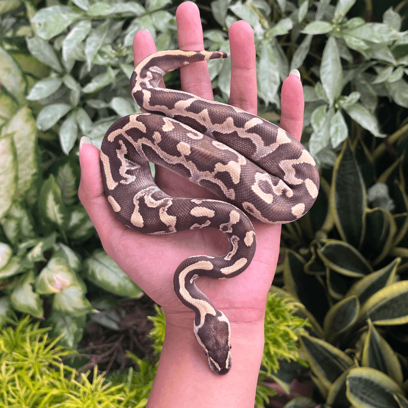GHI Mojave Enchi Leopard Het Lavender Albino Pos Het Clown