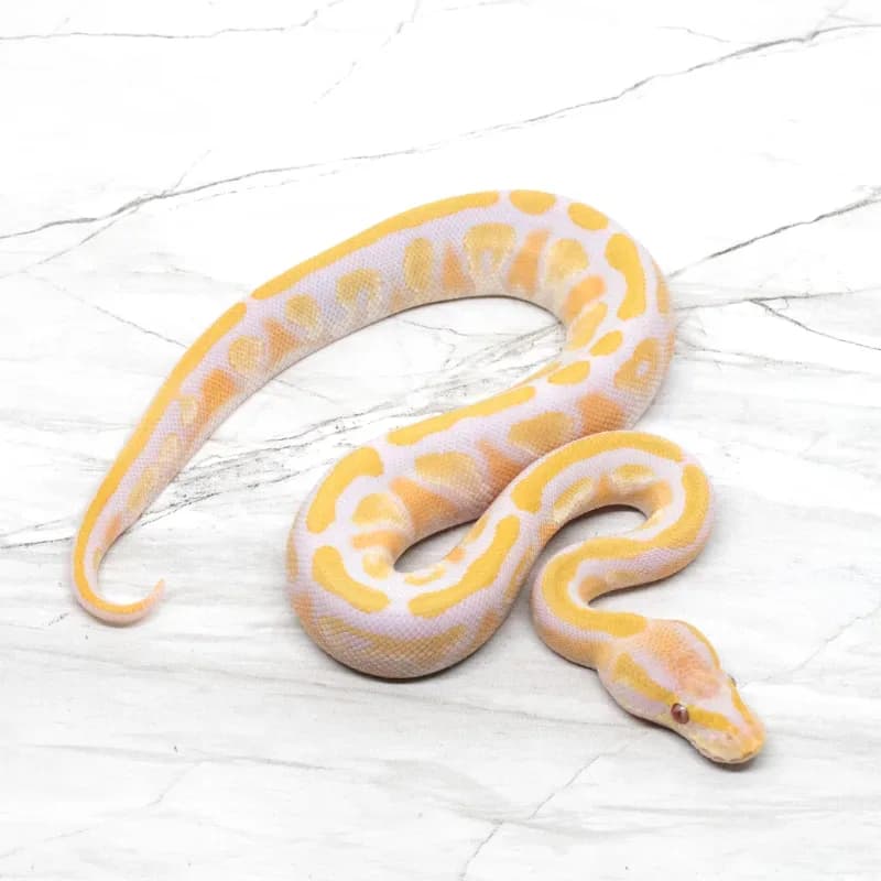 Mojave Lavender Albino Het Pied