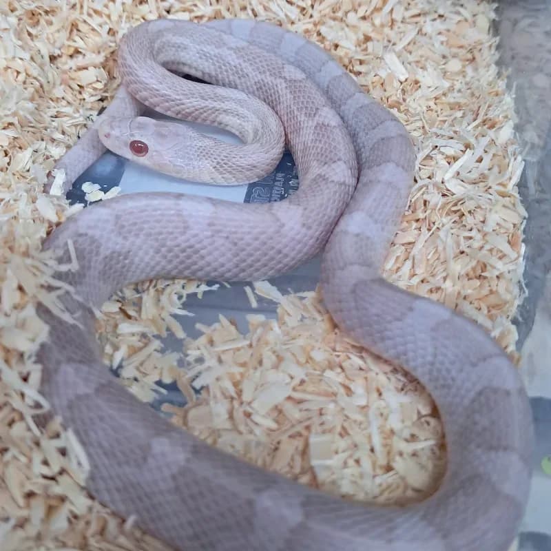 Hypomelanistic Lavender