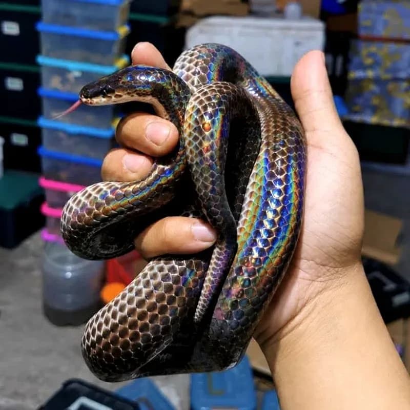 Xenopeltis UniColor