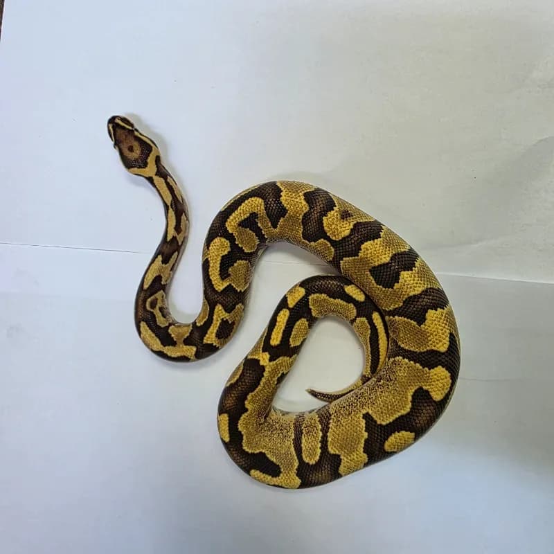 pastel enchi h hypo