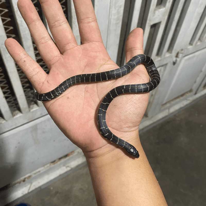 Banded Melanistic Het Lavender