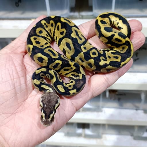 Pastel Leopard double het DG Vpi Axanthic