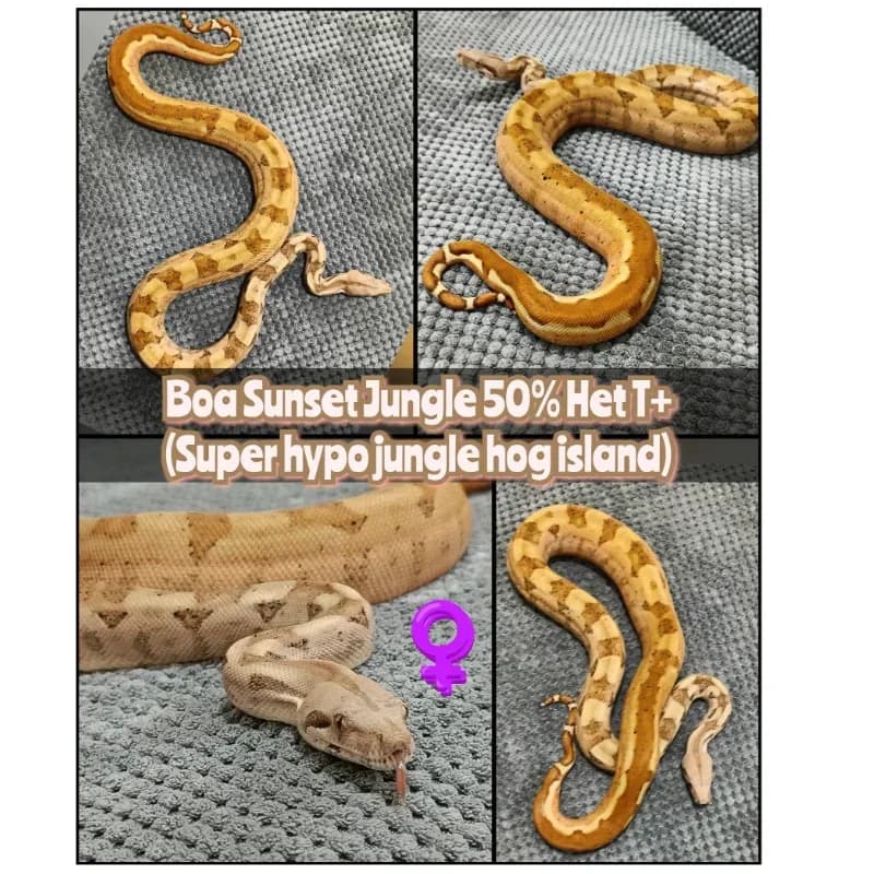 Boa Sunset Jungle 50% Het T+