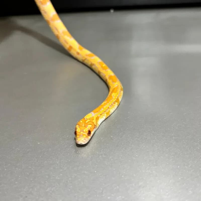 Albino/Amelanistic