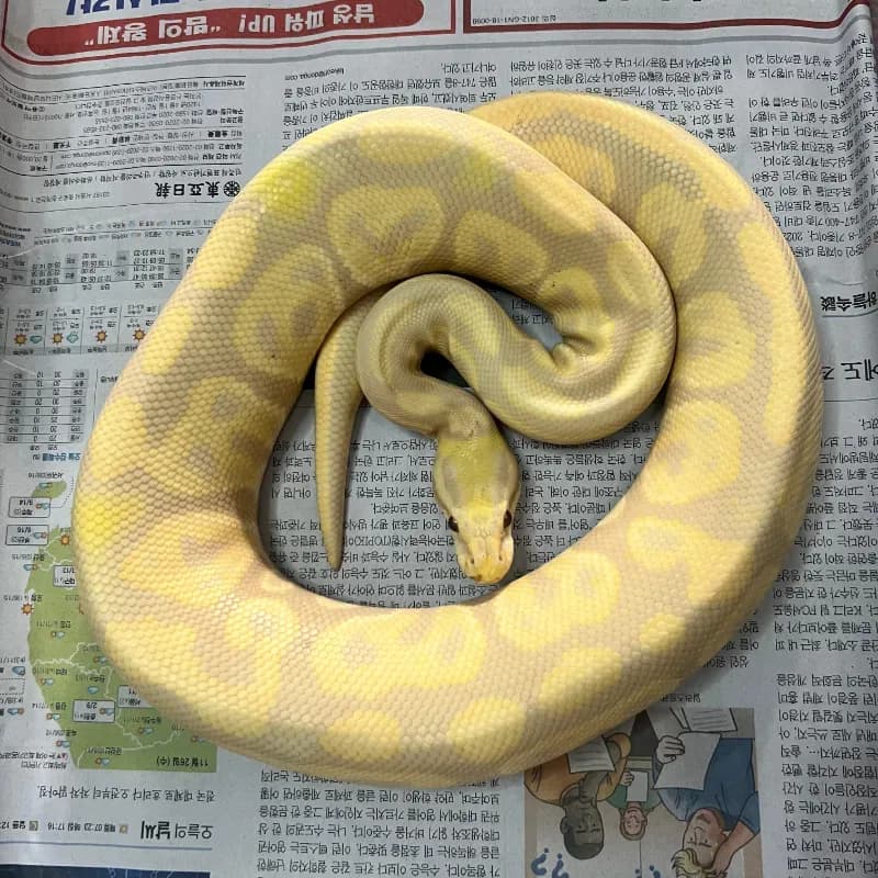 Albino Candy Black Pastel