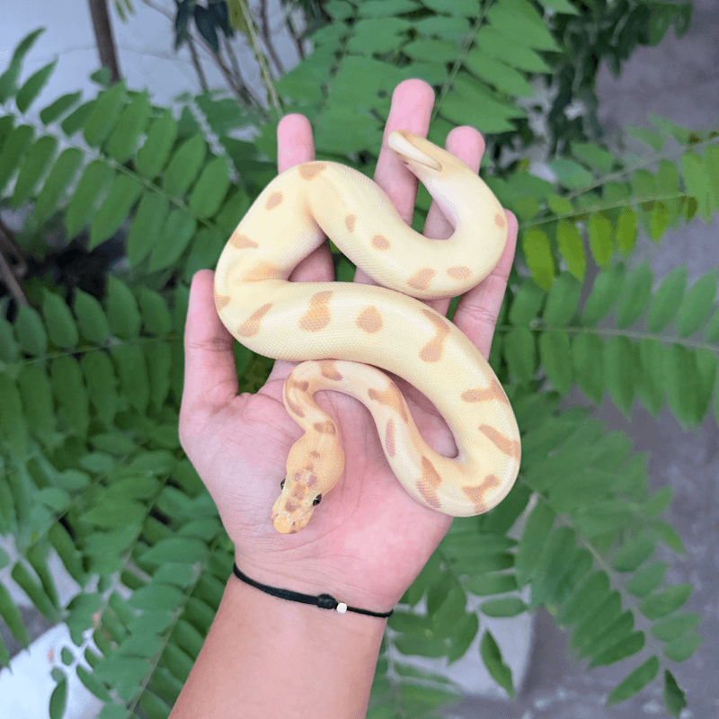 Banana Super Enchi Clown