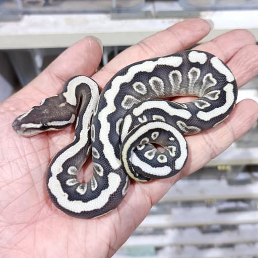Ghi Mojave Spotnose DG het Clown 50% het Hypo