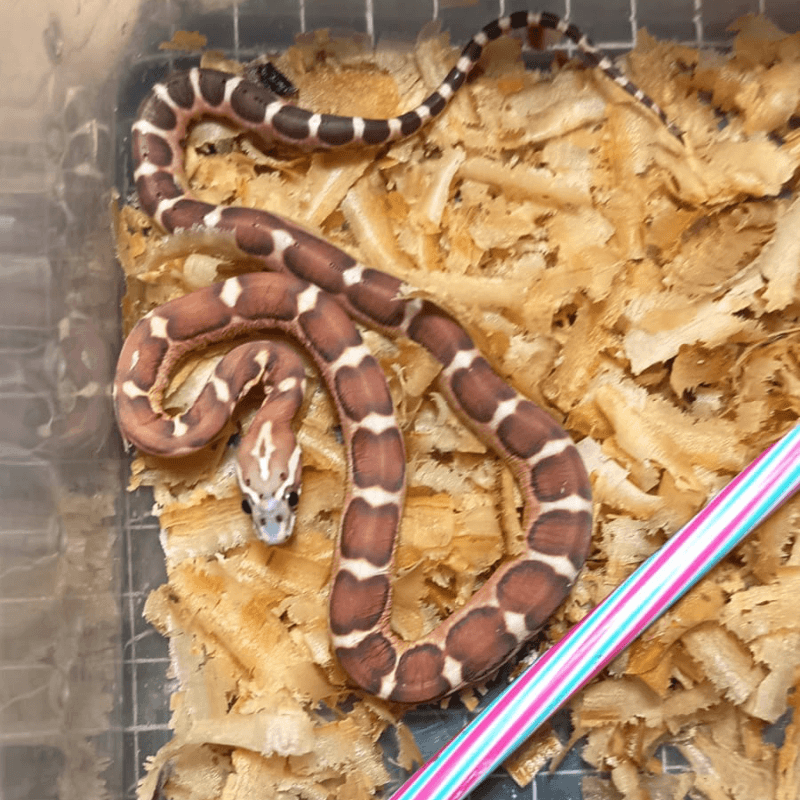 Scaleless Het Albino/Amelanistic Het Caramel Het Motley