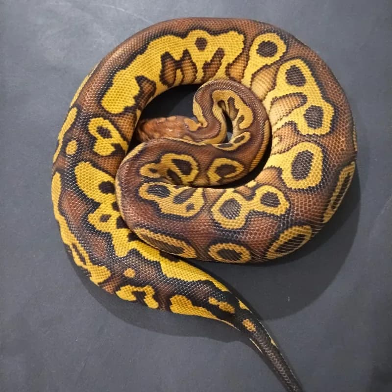 Leopard Hurricane Yellowbelly Gravel Clown