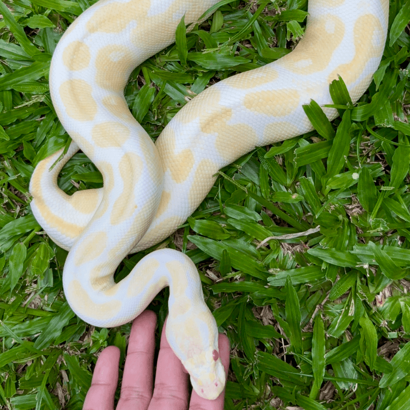 Albino