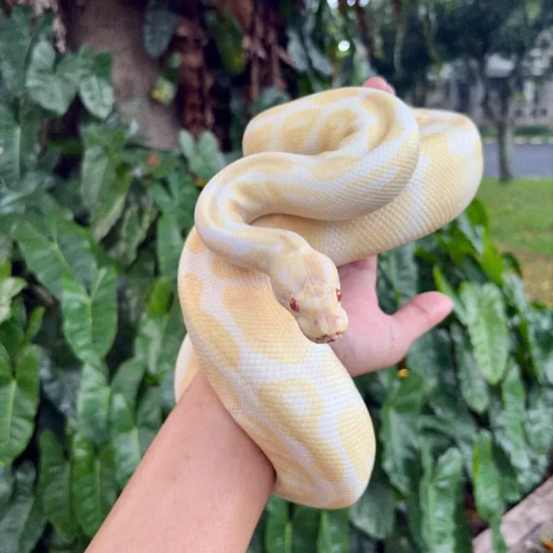 Albino