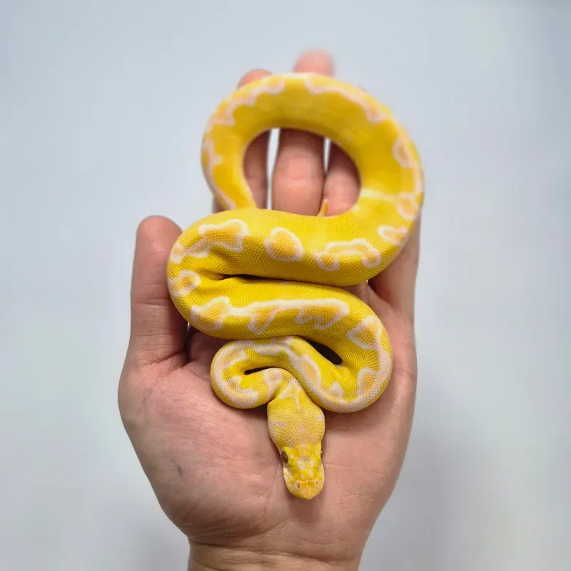 Enchi Lavender Albino Clown