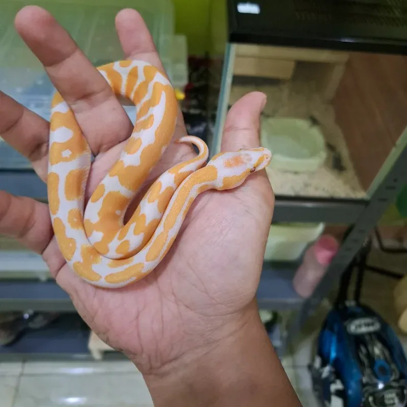 Lavender Albino Het Pied