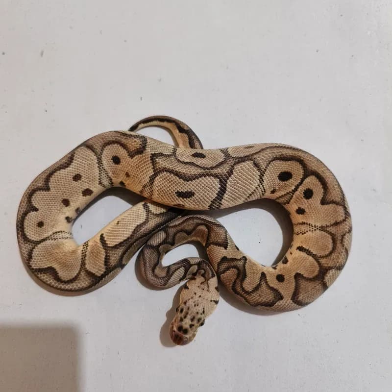 Pastel Clown