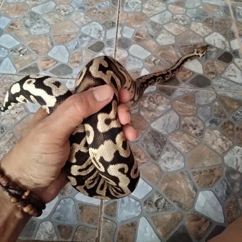 Pastel GHI Het Clown